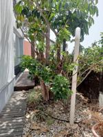 Casa - Chalet en venta en Arona de 380 m2 photo 0