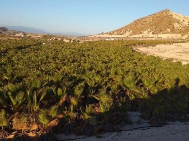 TERRENO con BALSA en Las CHinchillanas – FORTUNA (MURCIA) photo 0