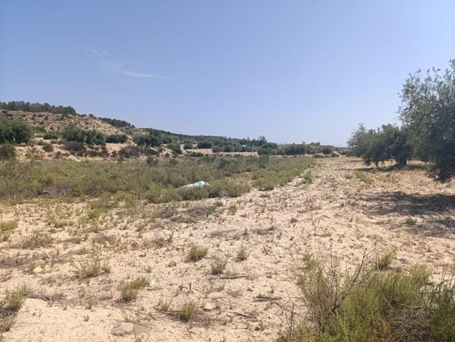 TERRENO AGRICOLA EN LA MUELA ALBUDEITE photo 0
