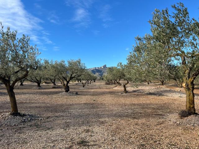Finca Rústica con Olivos y Casa de Campo Reformable en la Zona del Burga, El Perelló photo 0