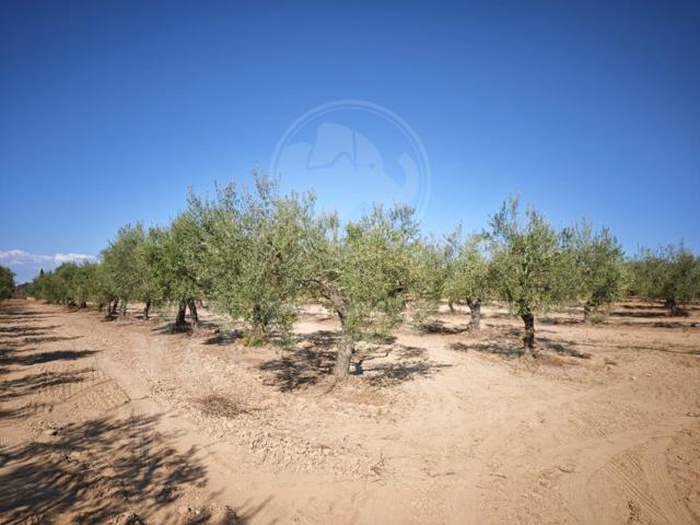 Terreno Urbanizable En venta en Villanueva Del Ariscal photo 0