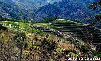 BODEGA CON VIÑEDOS, 25 HECTÁREAS photo 0