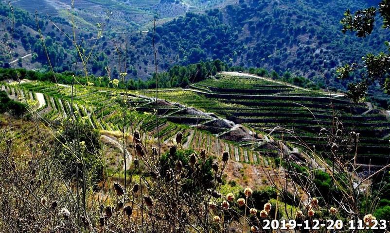 BODEGA CON VIÑEDOS, 25 HECTÁREAS photo 0