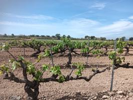 TERRENO AGRICOLA EN ARBOÇ photo 0