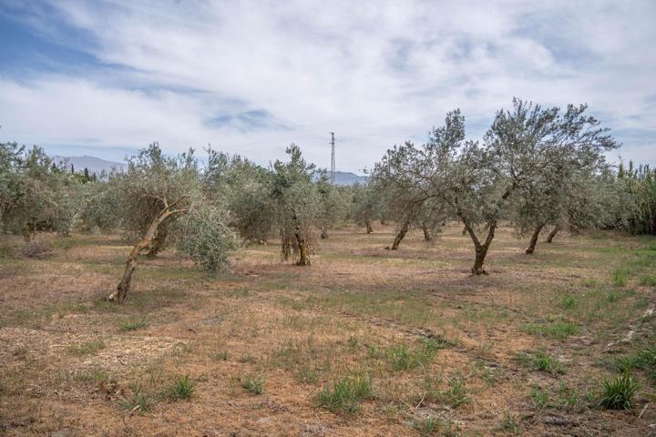 TERRENO RURAL - CAMPO GOLF LAS GABIAS photo 0