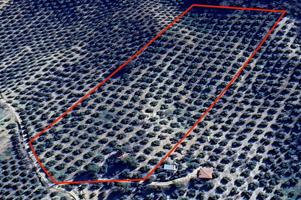 FINCA DE OLIVOS EN MONTEFRÍO photo 0