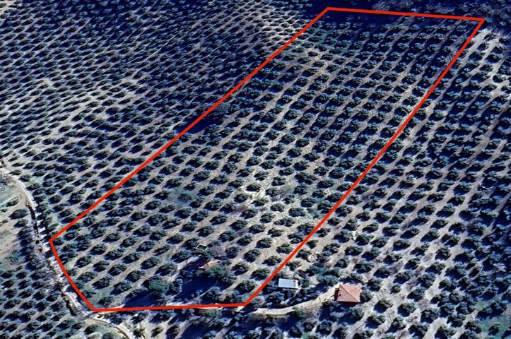 FINCA DE OLIVOS EN MONTEFRÍO photo 0