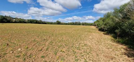 FINCA RUSTICA EN VENTA EN MANACOR photo 0