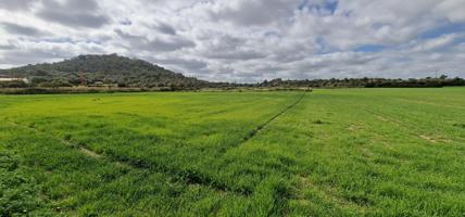 SOLAR EN VENTA EN MANACOR photo 0