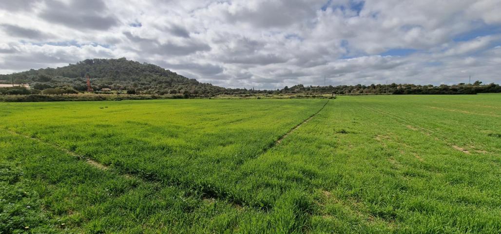SOLAR EN VENTA EN MANACOR photo 0