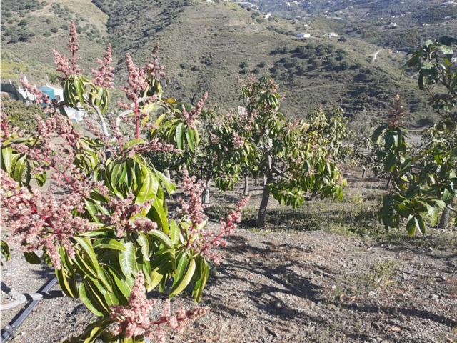 ¿Quieres cultivar y vender mangos de la propiedad photo 0
