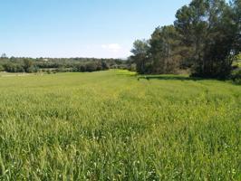 Terreno rural para construir en Santa Margalida, Mallorca photo 0