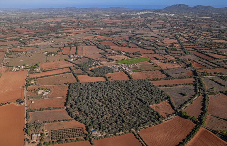 Terreno edificable en Felanitx photo 0