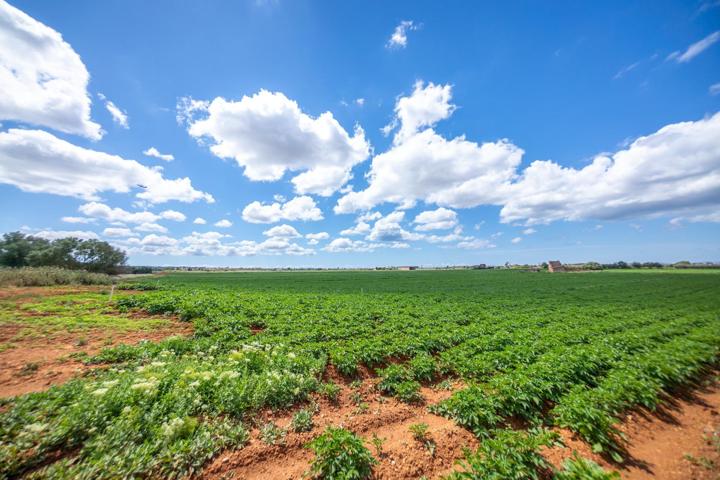 Finca tradicional con potencial agrícola y energético en el entorno rural de Sa Casa Blanca photo 0
