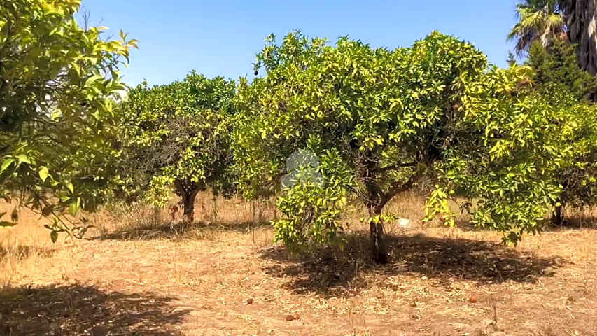 TERRENO EN SAN ENRIQUE DE GUADIARO- PLANTACIÓN DE NARANJAS- 10.100 M2 photo 0