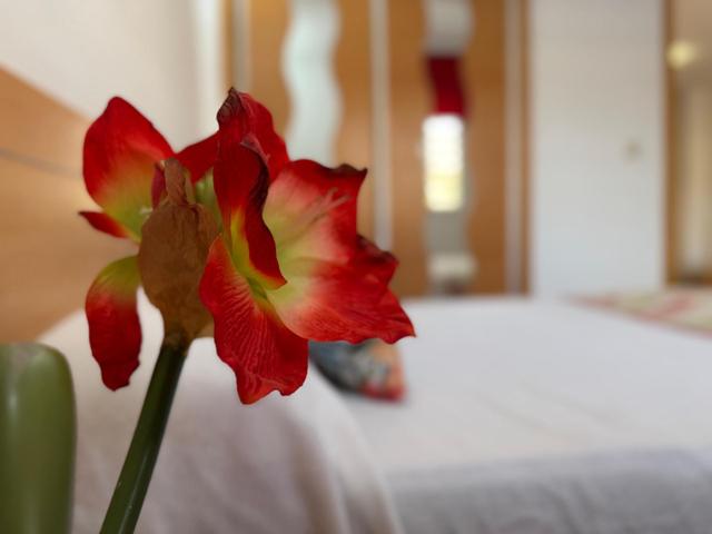 Amplio y Acogedor Piso de Dos Dormitorios con Vista a la Piscina photo 0