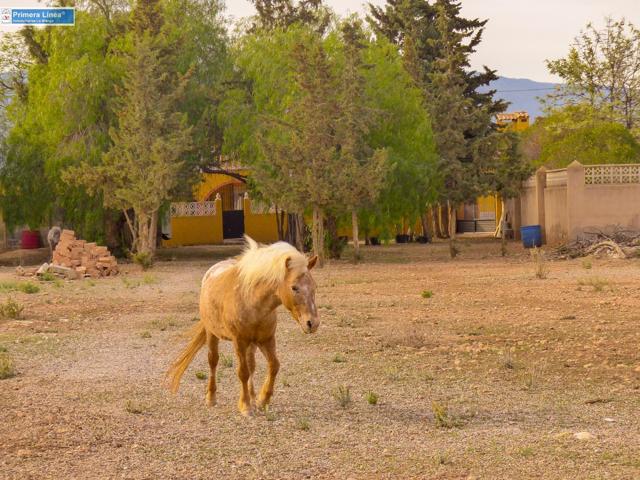 Venta de casa con 9 dormitorios y terreno de 11.000 m2 en el campo en Fuente Alamo photo 0