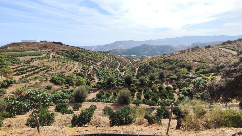 3 CASAS INDEPENDIENTES + FINCA DE 10.6 HECTAREAS DE CULTIVO ECOLOGICO EN LA AXARQUIA photo 0