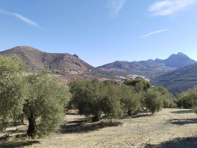 ¡SE VENDE FINCA RÚSTICA DE OLIVAR EN LA COMARCA DE ANTEQUERA! photo 0