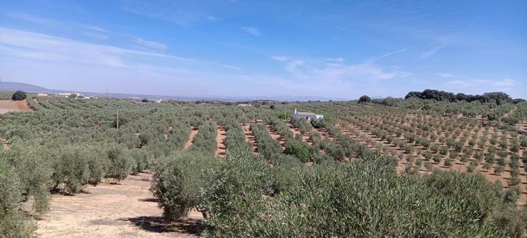 FINCA OLIVAR DE REGADIO CON CASA ESTA DISPONIBLE¡¡¡¡¡¡¡¡¡¡¡¡¡¡ photo 0