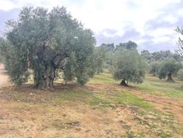 PARCELA RUSTICA EN LA ZONA DE LAS HUERTAS DEL RIO DE ARCHIDONA SALE A LA VENTA¡¡¡¡¡¡¡¡¡¡¡¡¡¡¡¡¡¡¡¡¡¡ photo 0