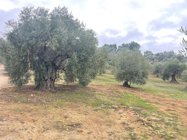 PARCELA RUSTICA EN LA ZONA DE LAS HUERTAS DEL RIO DE ARCHIDONA SALE A LA VENTA¡¡¡¡¡¡¡¡¡¡¡¡¡¡¡¡¡¡¡¡¡¡ photo 0