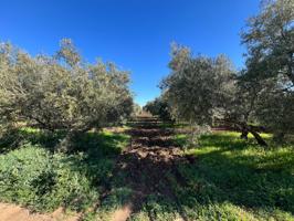 EN EXCLUSIVA PARCELA CON CASA CERCA DE ANTEQUERA¡¡¡¡¡¡¡¡ photo 0