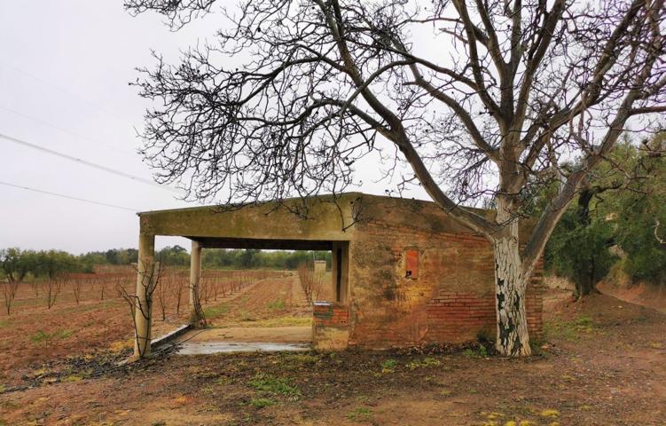 FINCA RÚSTICA CON PLANTACIÓN DE AVELLANOS Y OLIVOS EN ALMOSTER photo 0