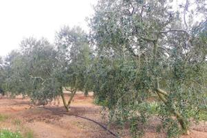 FINCA RÚSTICA CON PLANTACIÓN DE AVELLANOS Y OLIVOS EN REUS photo 0