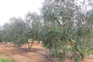 FINCA RÚSTICA CON PLANTACIÓN DE AVELLANOS Y OLIVOS EN REUS photo 0