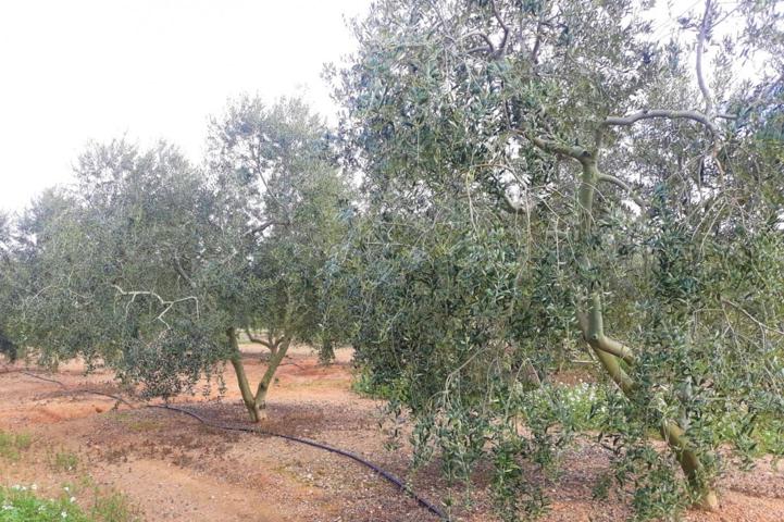 FINCA RÚSTICA CON PLANTACIÓN DE AVELLANOS Y OLIVOS EN REUS photo 0