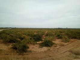 Se venden 2 hectareas de viña de regadio en Socuellamos photo 0