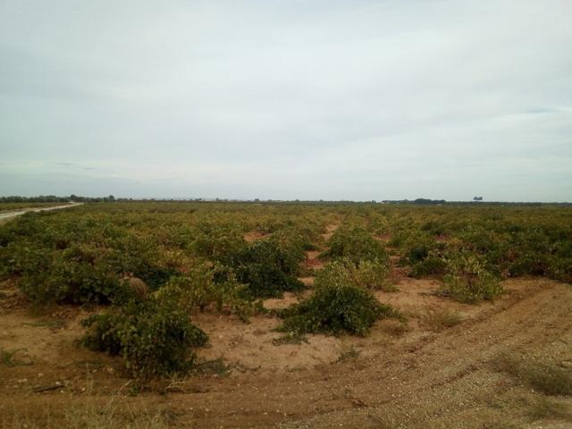Se venden 2 hectareas de viña de regadio en Socuellamos photo 0