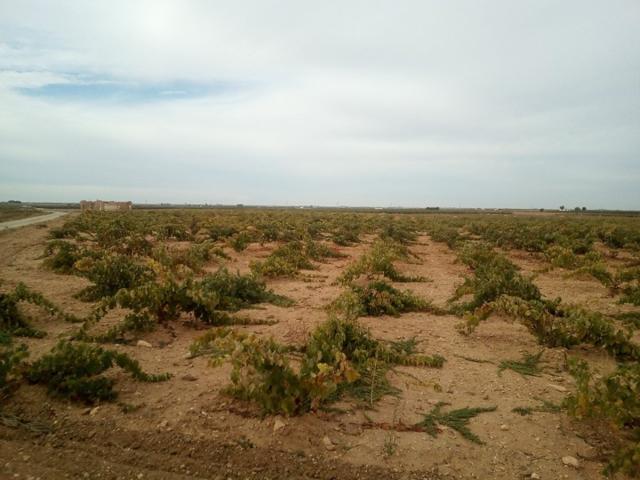 Se venden 7 fanegas de tierra de regadio de consorico junto a la hermita de San Isidro photo 0