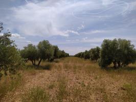 Se vende finca rustica destinada a olivo, la finca cuenta con 31.413 m2 En el paraje Las Peñuelas. photo 0