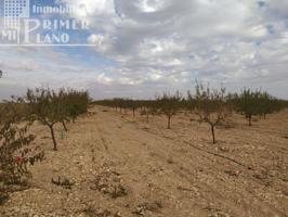 Se vende finca de 12 hectareas de riego de pozo en la zona de San Martin Tomelloso photo 0