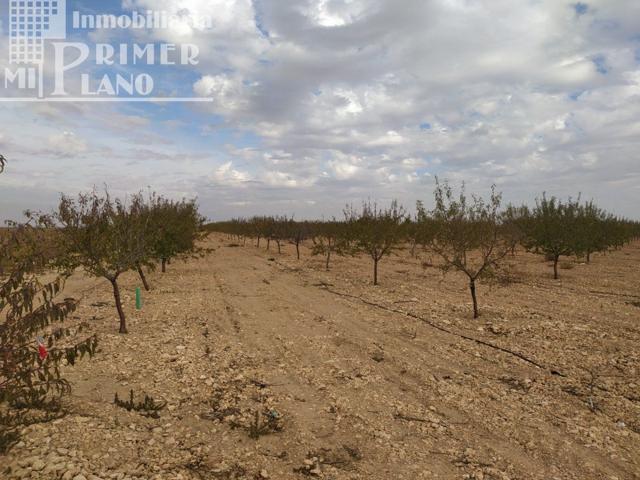 Se vende finca de 12 hectareas de riego de pozo en la zona de San Martin Tomelloso photo 0