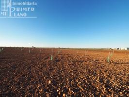 Se venden 4,5 hectareas de tierra de secano con viña baja y almendros en la zona de Galindo photo 0
