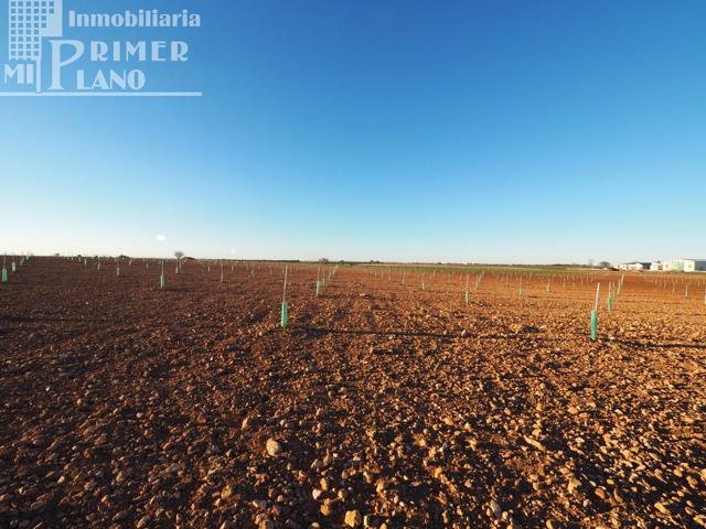 Se venden 4,5 hectareas de tierra de secano con viña baja y almendros en la zona de Galindo photo 0