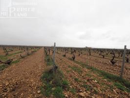 Se venden 8 hectareas de viña de emparrado con agua de pozo photo 0
