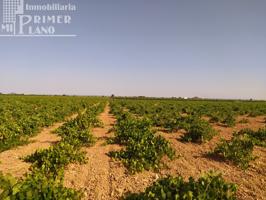 Se venden 2,7 hectareas de viña airen en la zona de Puente Castilla photo 0