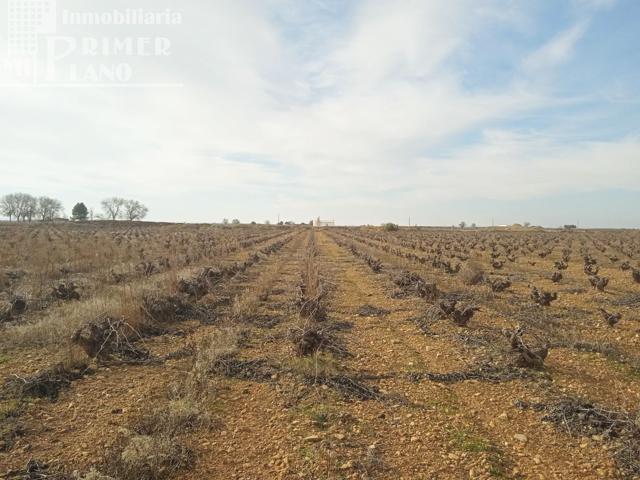 Se venden 7,4 hectareas de viña airen de regadio con pozo de aguas privadas photo 0