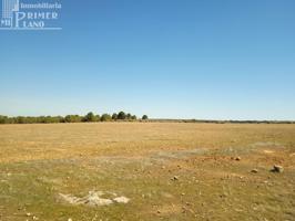 Se venden 11 hectareas de tierra de secano en el paraje La Cinta Negra Tomelloso photo 0