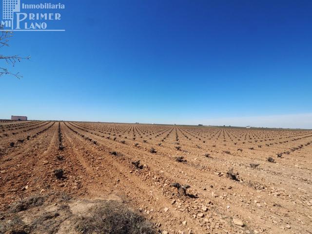 *¡¡OFERTA!! 20 fanegas de viña en el paraje Perdigon carretera Socuellamos* photo 0