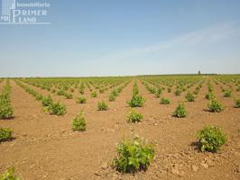 Se venden 8 hectareas de viña de regadio en Socuellamos photo 0