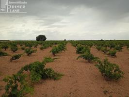 Se venden 1,5 hectareas de viña de secano junto a la carretera de La Solana Argamasilla de Alba photo 0