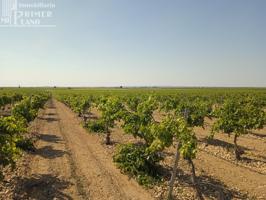 Se venden 4.8 hectareas de emparrado de Regadio de variedad Airen photo 0