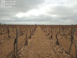 Se venden 16 hectareas de viña en la zona de cantivano y Minguillo photo 0