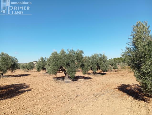 Venta de Finca Rústica de Olivos en Argamasilla de Alba – Excelente Inversión Agrícola photo 0