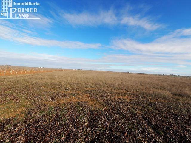 Se venden 10,4 de hectareas de tierra blanca en el termino de Socuellamos CONSORCIO photo 0